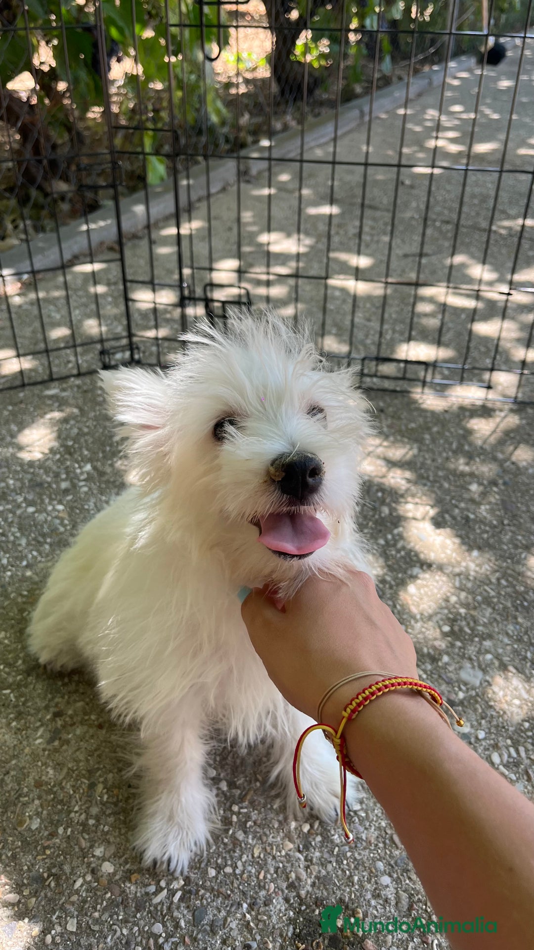 West Highland White Terrier perros en venta: Westy macho  - Imagen 2