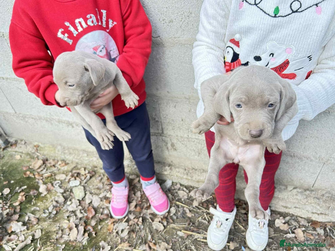 Weimaraner perros en venta: Disponible dos hembras de Braco de Weimar. - Anuncio 3