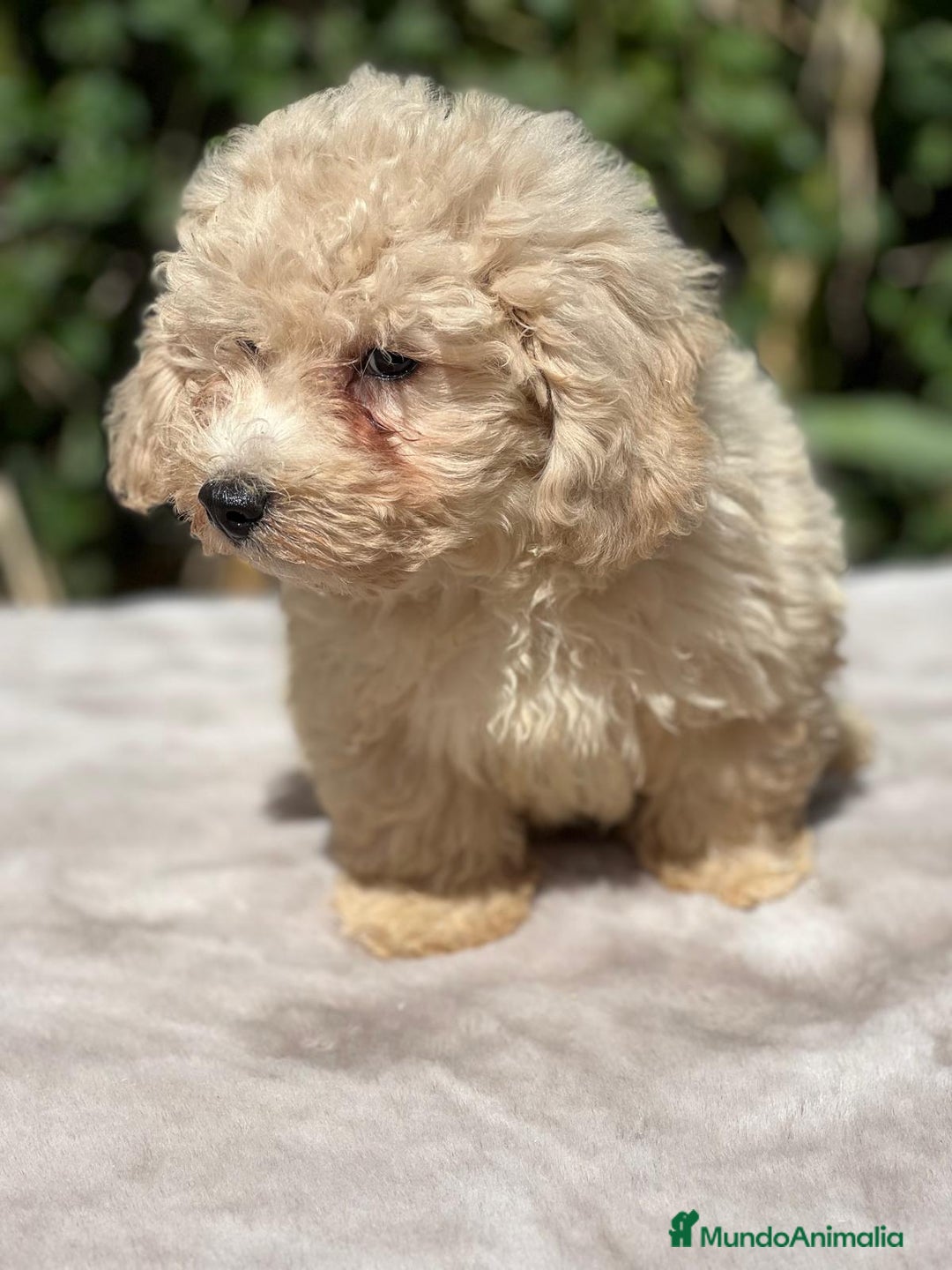 Maltipoo perros en venta: Maltipoo apricot - Imagen 3