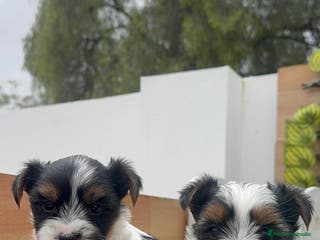 Yorkshire Terrier perros YORKSHIRE BIEWER MACHO - Anuncio 6