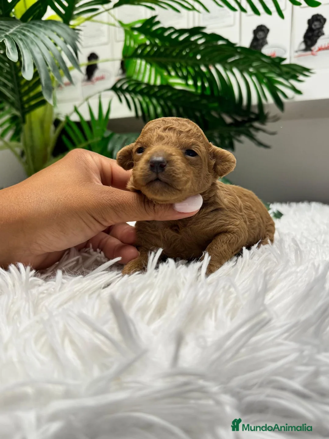 Caniche Toy perros en venta: CANICHE HEMBRA - Anuncio 2