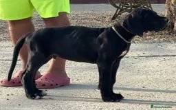 Dogo Alemán perros en venta: Magnifico macho negro - Imagen 1