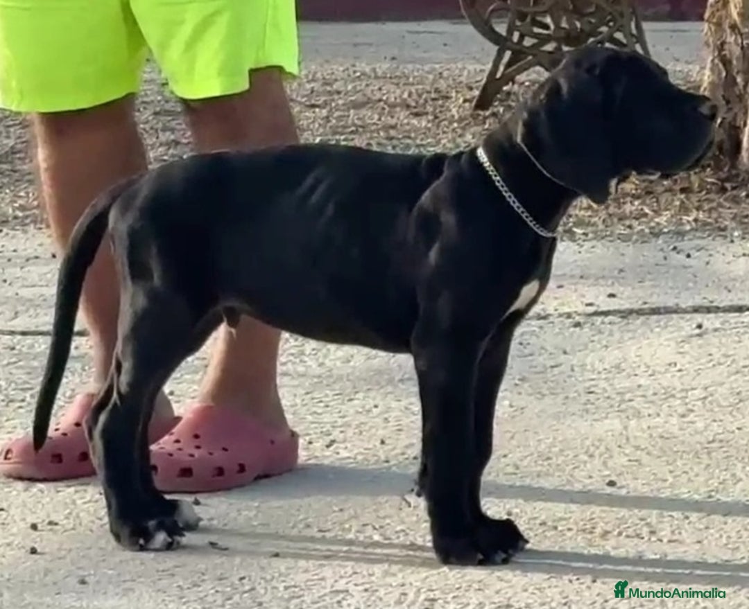Dogo Alemán perros en venta: Magnifico macho negro - Imagen 1