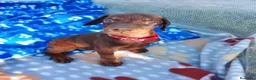 Dobermann perros en venta: Dóbermann negro fuego y chocolate🐾🔥 - Anuncio 3
