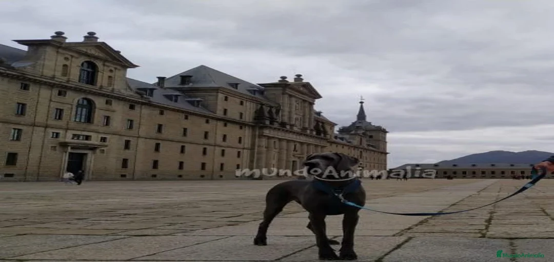 Imagen de galería {{count}}