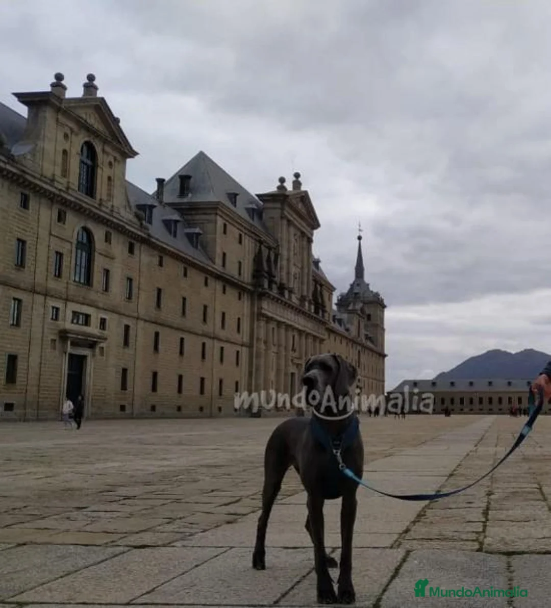 Imagen de galería {{count}}