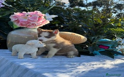 Husky Siberiano perros en venta: Preciosas hembritas de husky - Imagen 3