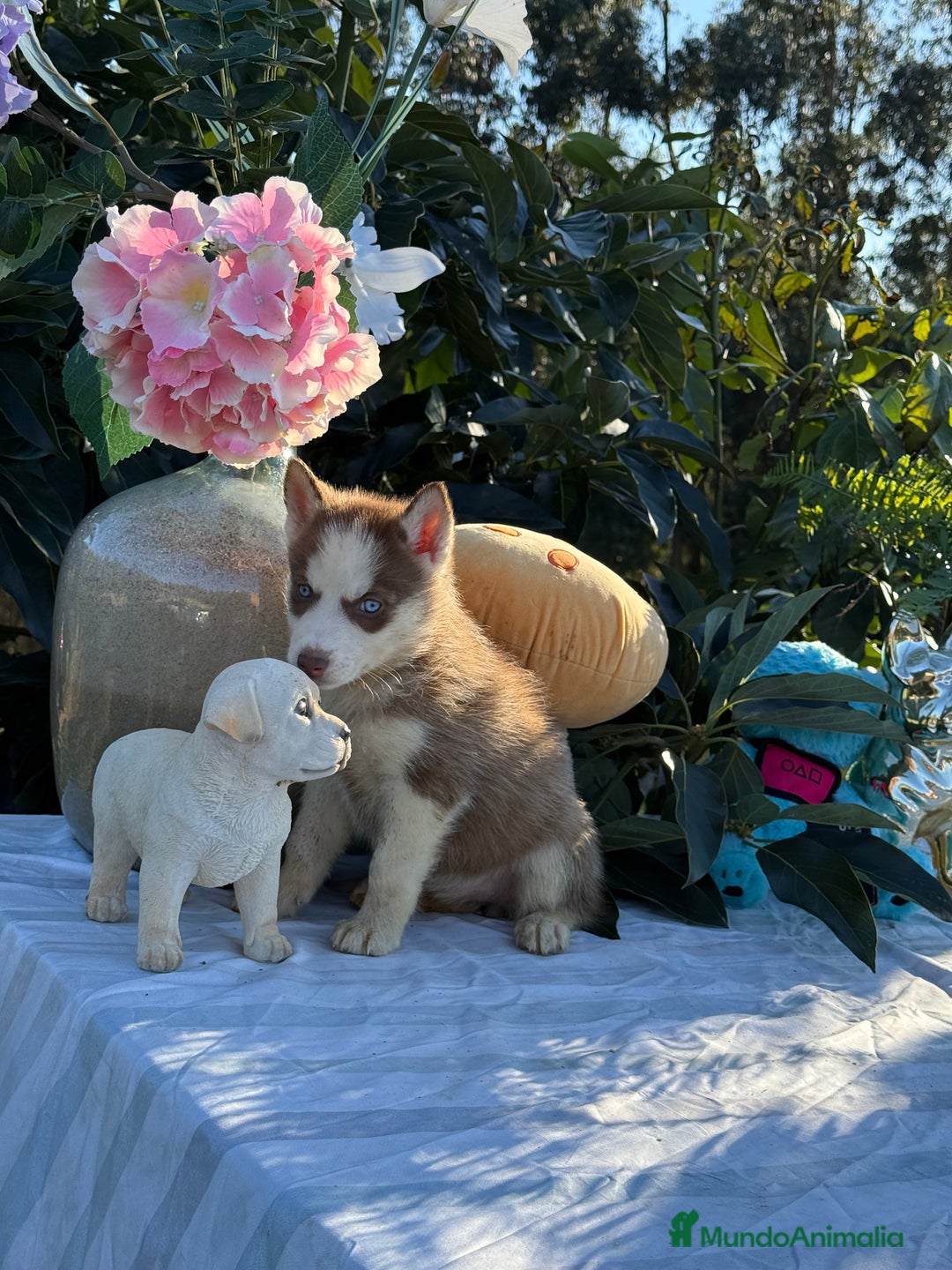 Husky Siberiano perros en venta: Preciosas hembritas de husky - Imagen 3