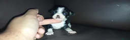 Chihuahua perros en venta: Chihuahuas toy - Anuncio 9