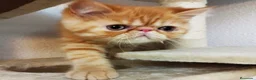 Persa gatos en venta: Persa Exótico  - Anuncio 7