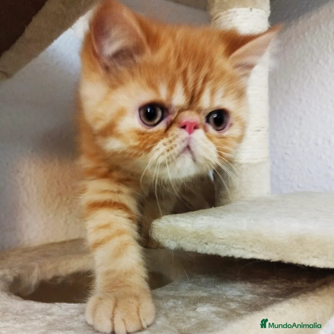 Persa gatos en venta: Persa Exótico  - Anuncio 7