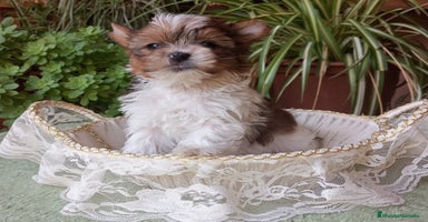Biewer Yorkshire Terrier a la Pom Pon perros - Propaganda 6