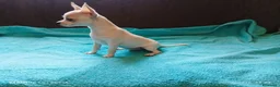 Chihuahua perros en venta: cachorrito de chihuahua - Anuncio 1