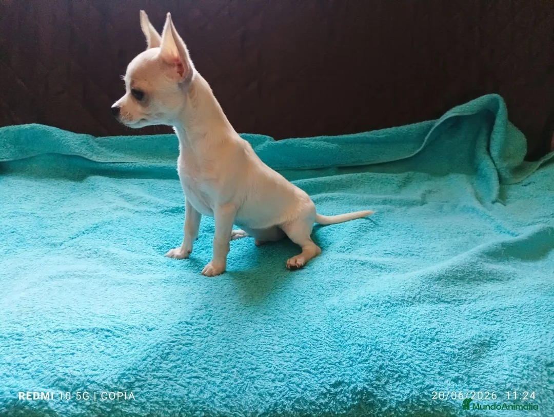 Chihuahua perros en venta: cachorrito de chihuahua - Anuncio 1
