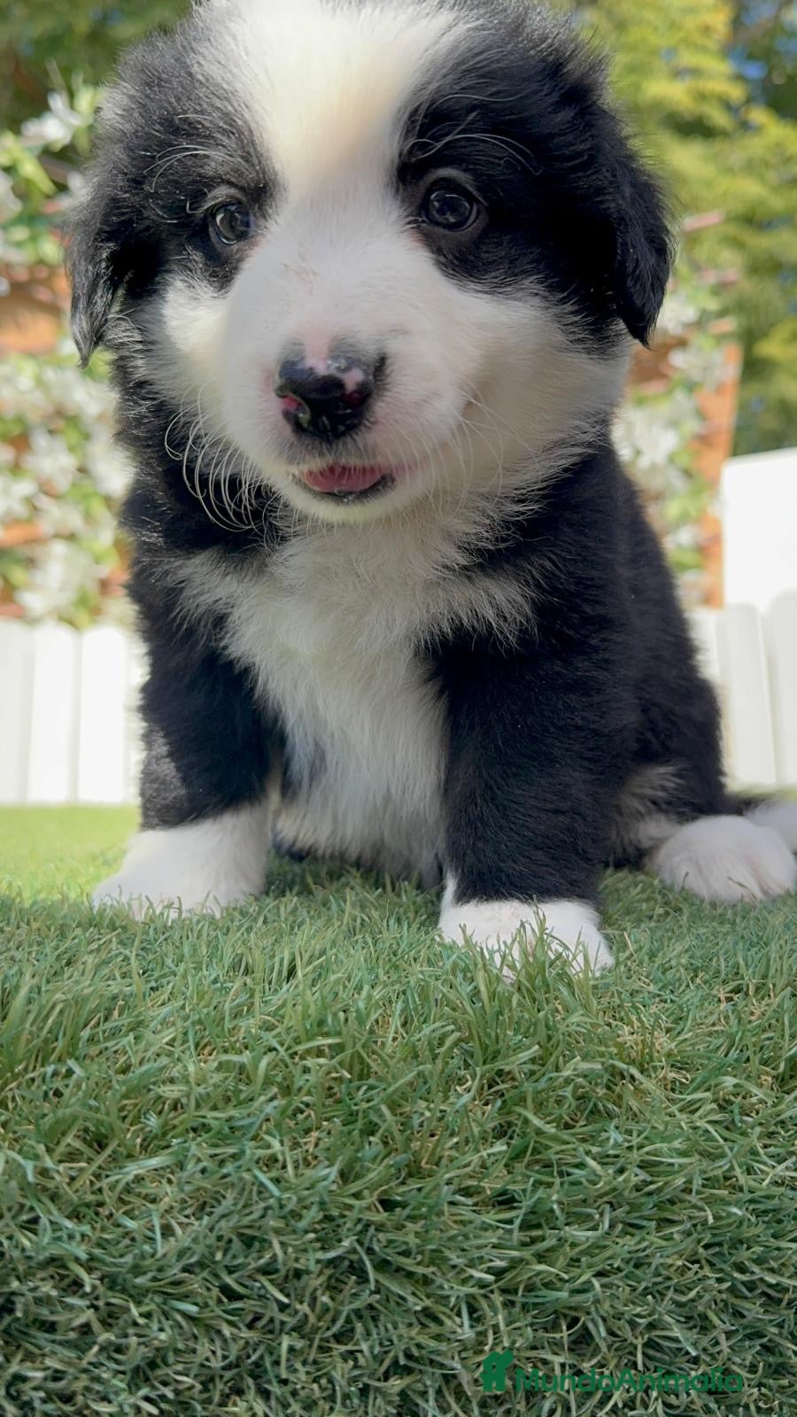 Border Collie perros BORDER COLLIE HEMBRA – BLANCA Y NEGRA 🤍🐶 - Anuncio 1