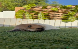 Pomerania perros en venta: POMERANIAS HEMBRAS - Imagen 7