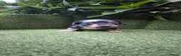 Teckel Miniatura perros en venta: preciosa camada teckel miniatura  - Anuncio 10