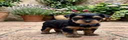 Yorkshire Terrier perros en venta: Cachorros yorkshire terrier  - Anuncio 3
