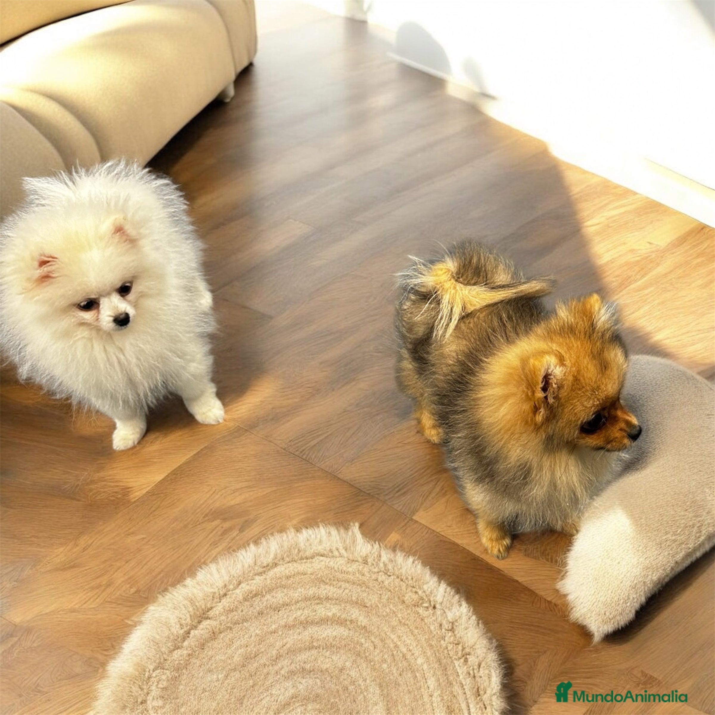 Pomerania perros Espectacular Hembrita Pomerania Blanca - Anuncio 2