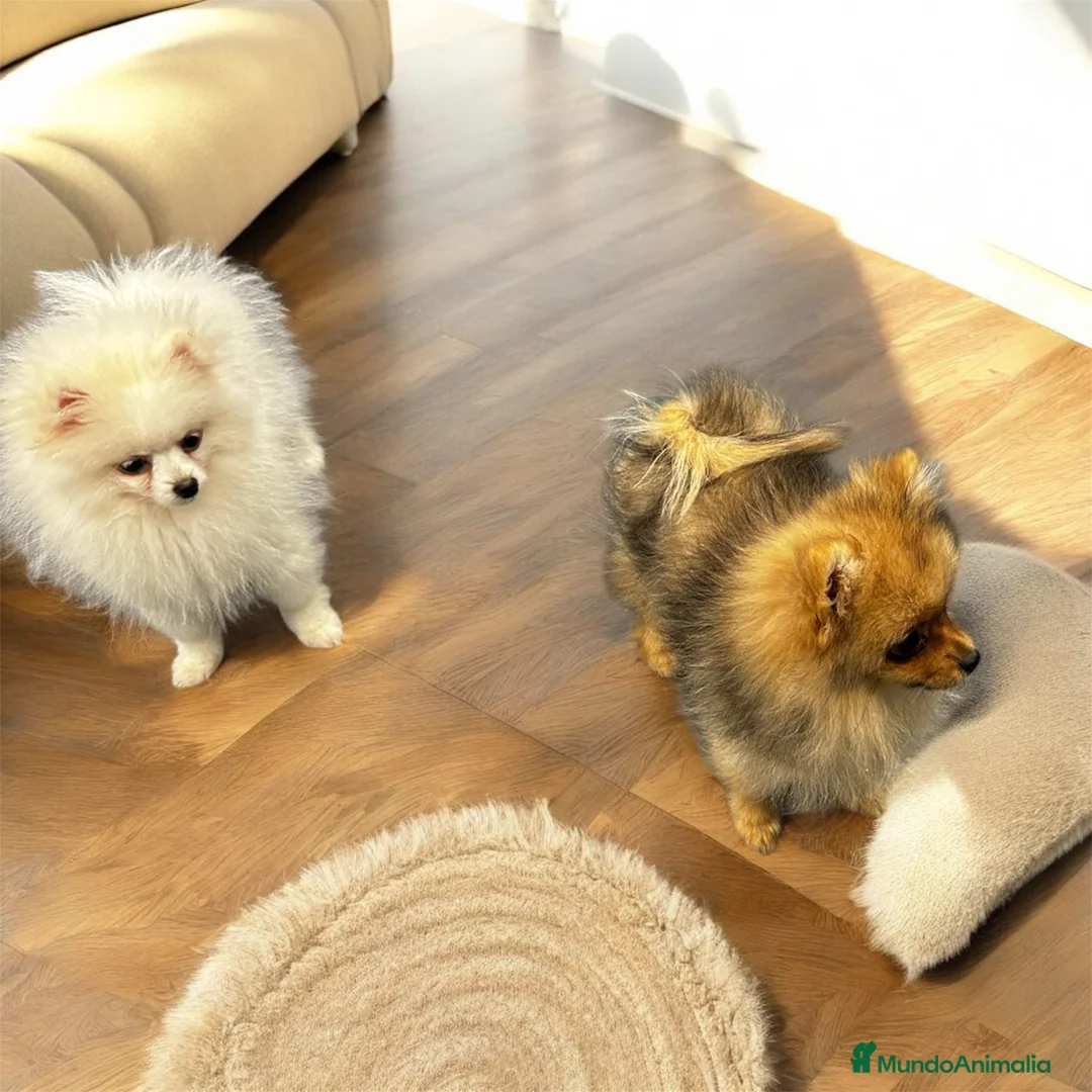 Pomerania perros en venta: Espectacular Hembrita Pomerania Blanca - Anuncio 2