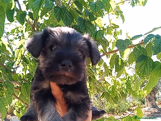 Schnauzer Miniatura perros - Anuncio 1