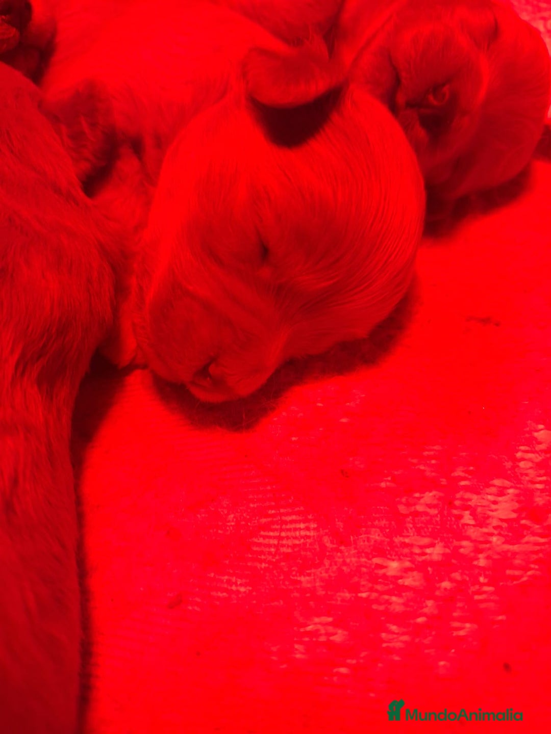 Goldendoodle perros en venta: Goldendoodle medianos  - Anuncio 3