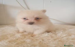 Pomerania perros en venta: Pomeranias  - Imagen 4