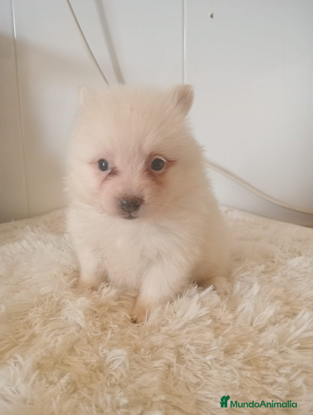 Pomerania perros en venta: Pomeranias  - Imagen 4