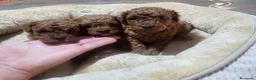 Raza Mixta perros en venta: Caniche toy y enano - Anuncio 3