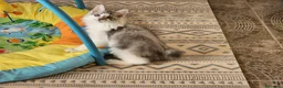 Kurilean Bobtail de Pelo Largo gatos en venta: Kurilian Macho - Anuncio 7