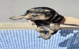 Cocker Spaniel Americano perros en venta: Cocker spanish black tan  - Imagen 2