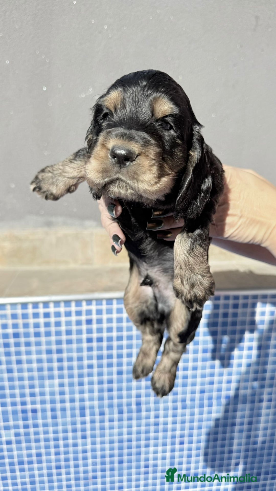 Cocker Spaniel Americano perros en venta: Cocker spanish black tan  - Imagen 2