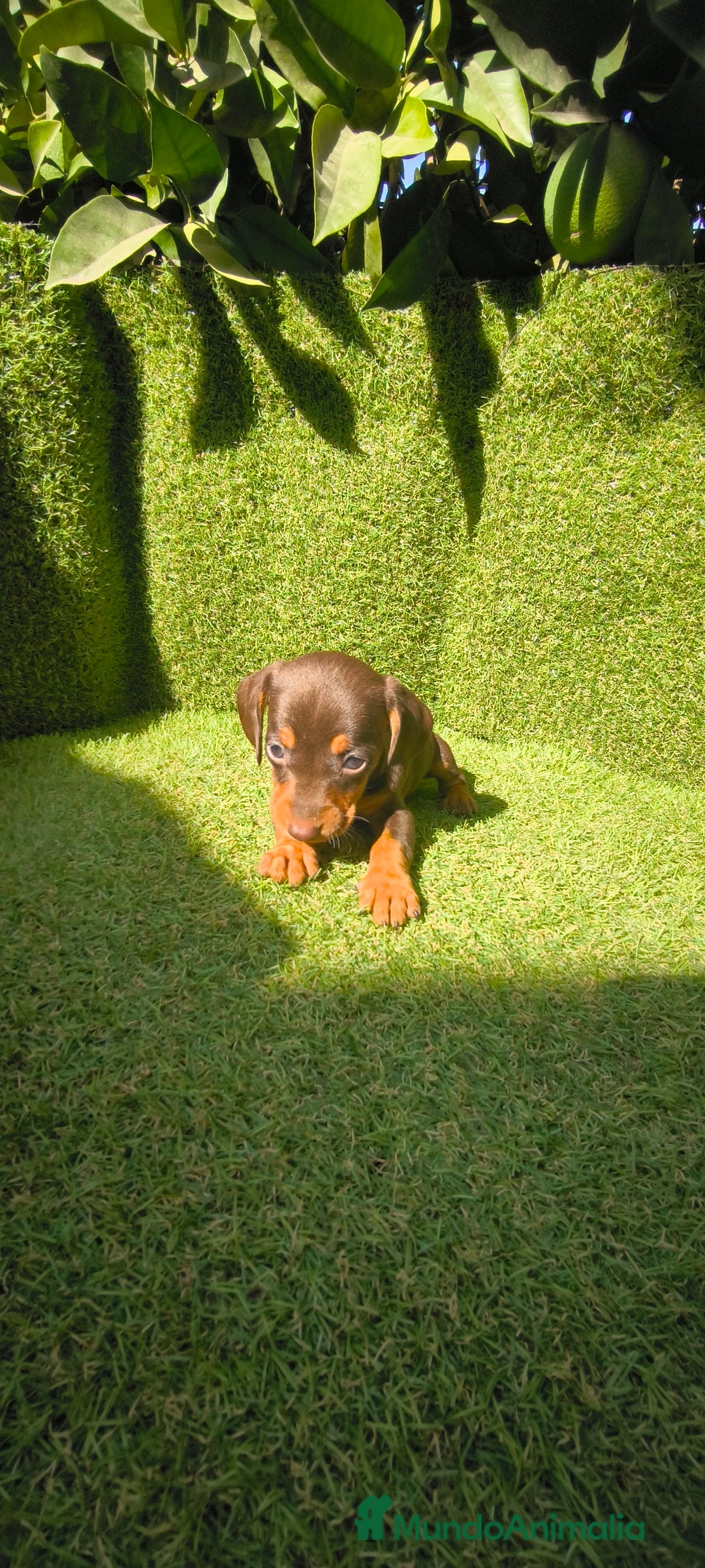Teckel Miniatura perros en venta: camada teckel canichen muy pequeños  - Imagen 8