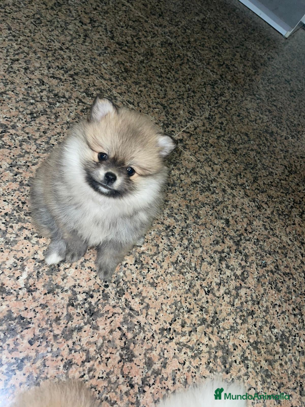 Pomerania perros Pomerania lulu Toy peluditos  - Anuncio 1