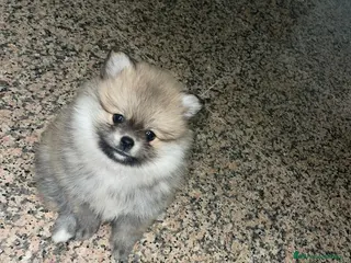 Pomerania perros Pomerania lulu Toy peluditos - Anuncio 1