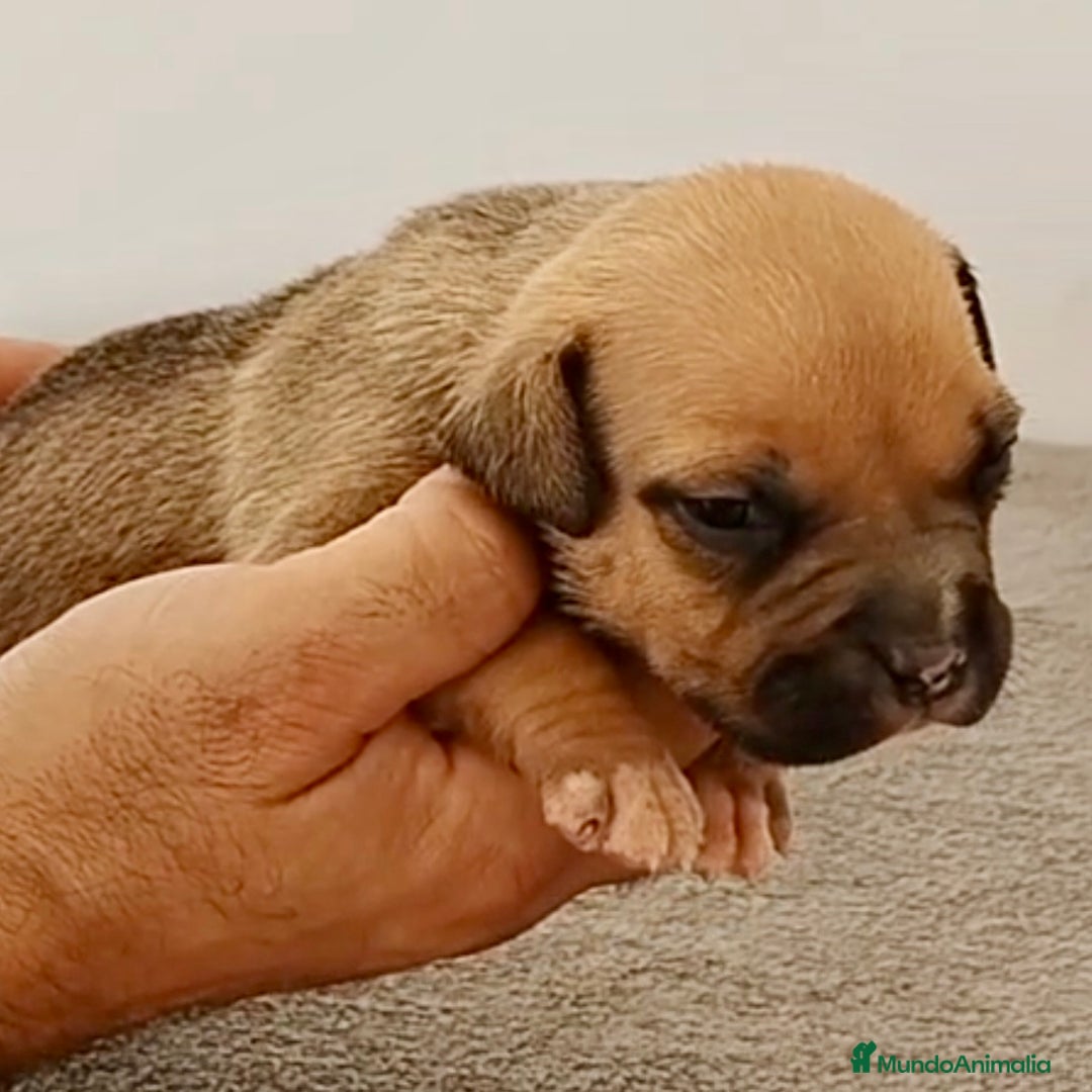 American Bully perros en venta: Cachorros de American Bully - Imagen 2