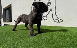 Cane Corso perros en venta: Cachorro Cane corso - Imagen 1