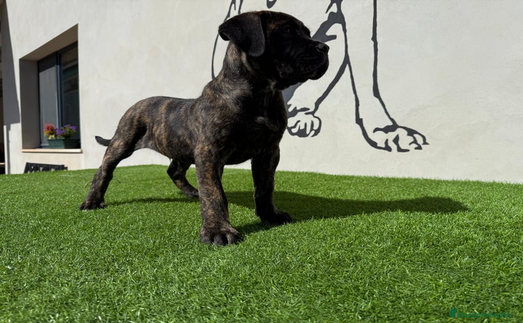 Cane Corso perros - Anuncio 1
