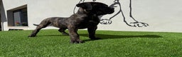 Cane Corso perros en venta: Cachorro Cane corso - Anuncio 1