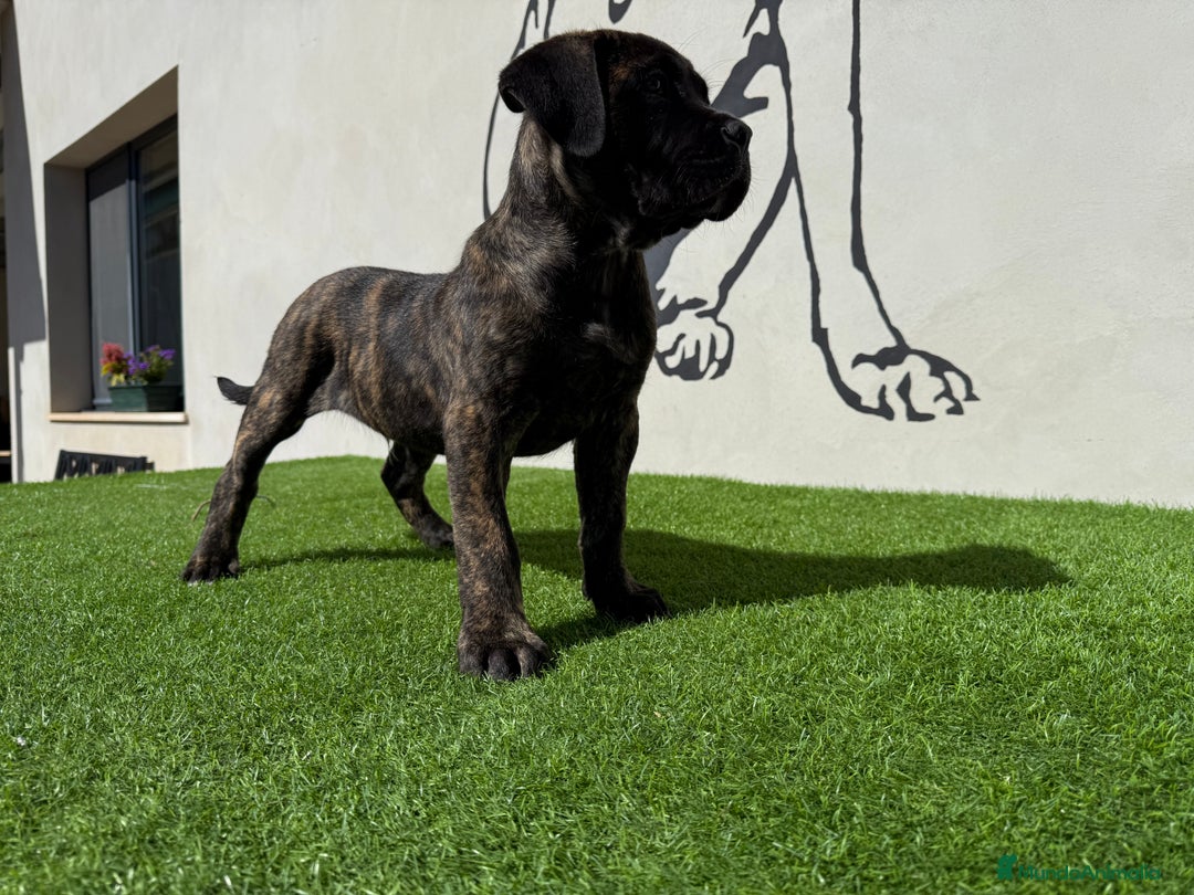 Cane Corso perros en venta: Cachorro Cane corso - Imagen 1