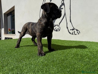 Cane Corso perros Cachorro Cane corso - Anuncio 3