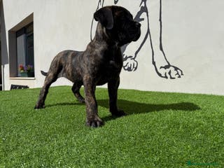 Cane Corso perros Cachorro Cane corso - Anuncio 16