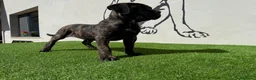 Cane Corso perros en venta: Cachorro Cane corso - Anuncio 1