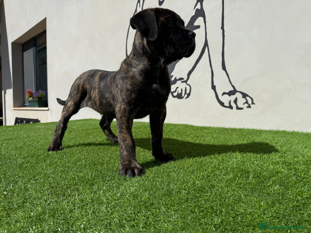 Cane Corso perros en venta: Cachorro Cane corso - Anuncio 1