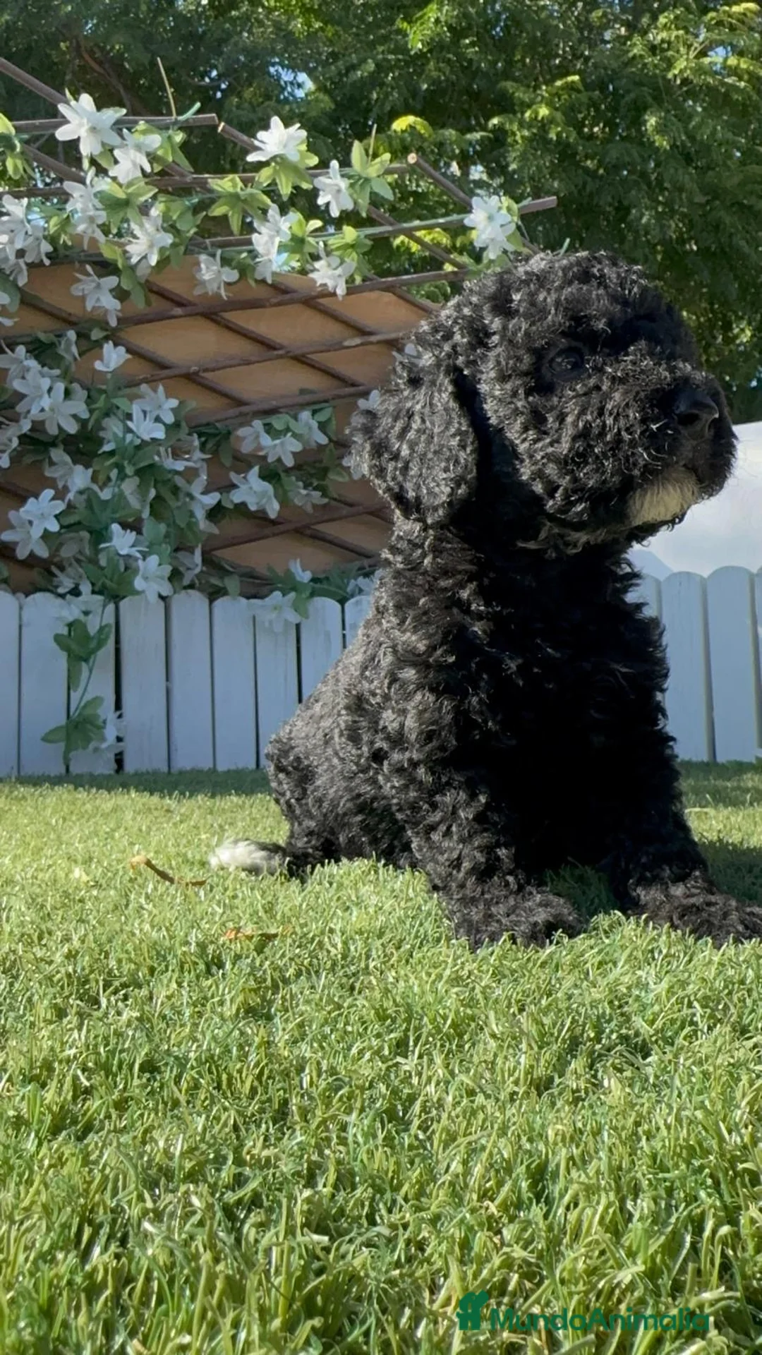 Perro de Agua Español perros en venta: PERRO DE AGUA ESPAÑOL-HEMBRA - Anuncio 10