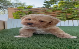 Caniche Toy perros en venta: CANICHE TOY MACHO - Imagen 2