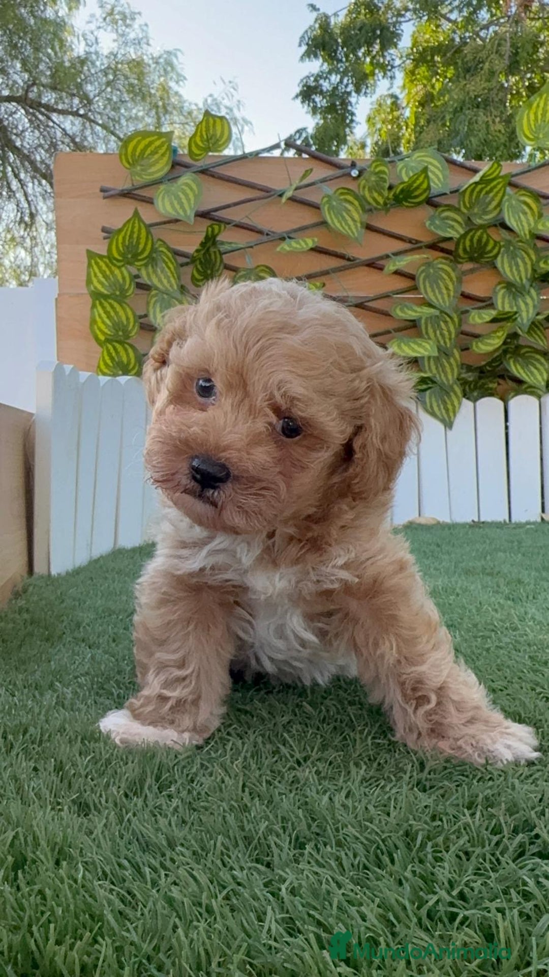 Caniche Toy perros en venta: CANICHE TOY MACHO - Imagen 2