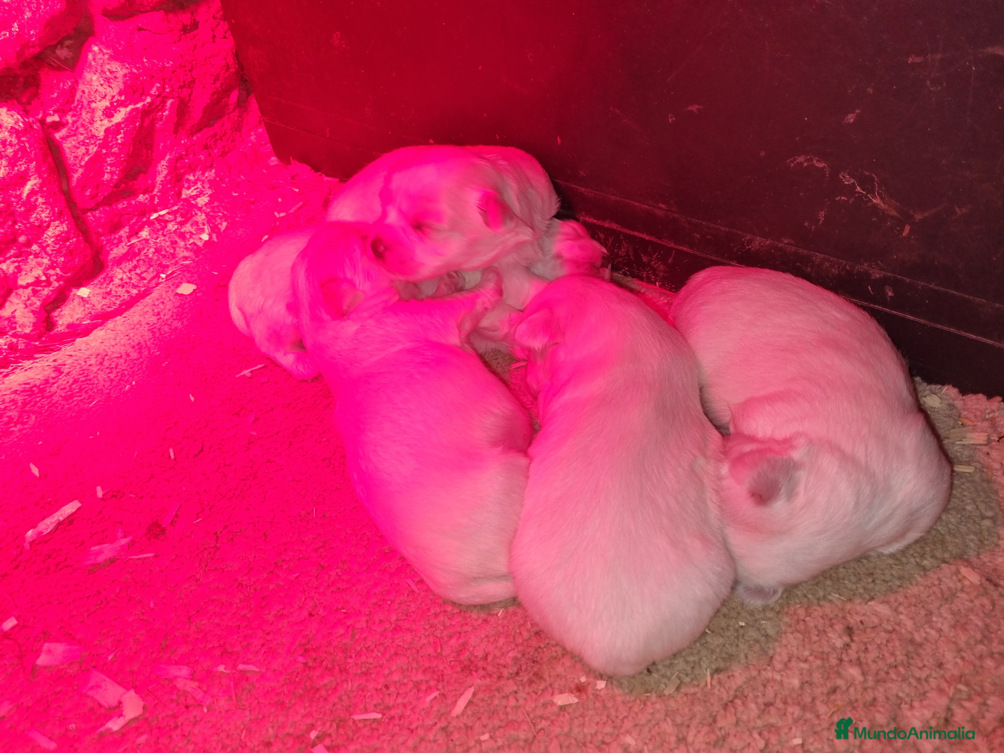 Bichón Maltés perros Bichon maltés  en Cáceres - Anuncio 2