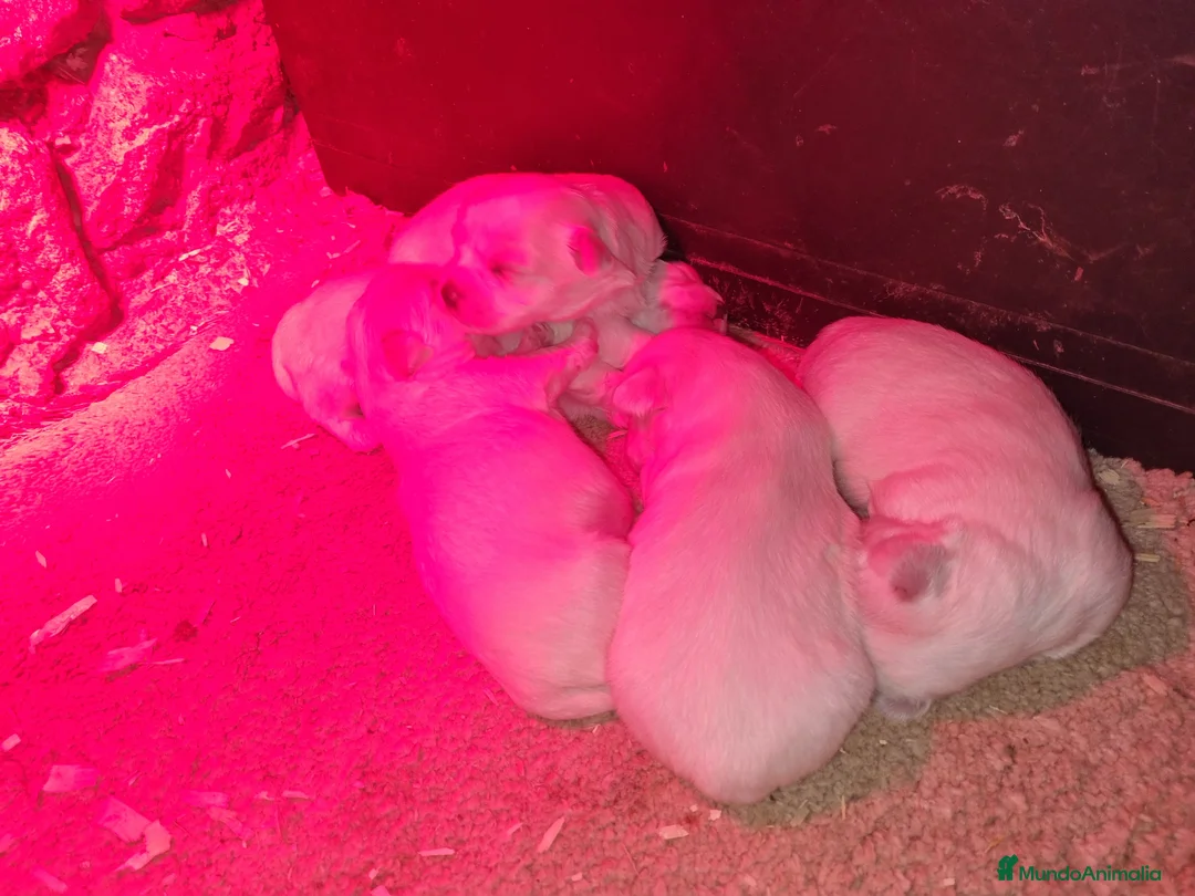 Bichón Maltés perros en venta: Bichon maltés  en Cáceres - Anuncio 2
