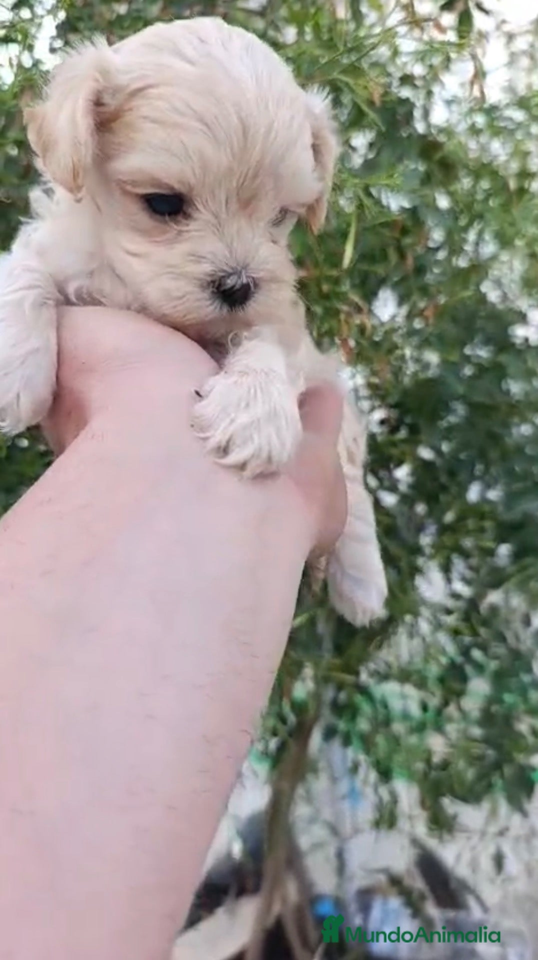 Maltipoo perros Maltipoo machos - Anuncio 1